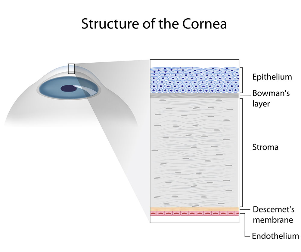 Diagram of the Structure of the Cornea